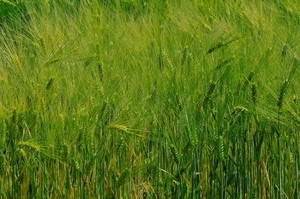 verde, spighe, campo, grano, natura, erba, frumento, coltivazione, macro