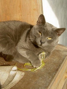 gatto, occhi, felino, nastro, grigio, orecchie, muso, zampa, baffi, giallo, animale