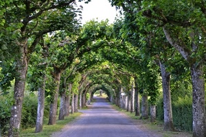 alberi, strada, viale, verde, foglie, prospettiva, rami, tronchi, ombra, erba, archi, piante