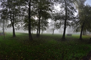 alberi, nebbia, prato, verde, parco, erba, giochi, panchina, bosco