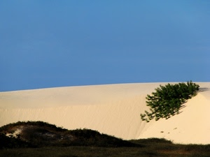sabbia, cielo, verde, deserto, duna, piante, spiaggia, pianta