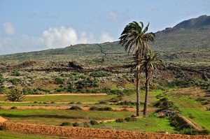palme, verde, cielo, alberi, montagna, erba, panorama, cespugli, nuvole, prato, paesaggio, due
