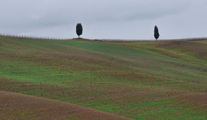 cielo, alberi, verde, due, campo, collina, campi, campagna, prato, cipressi, terreno