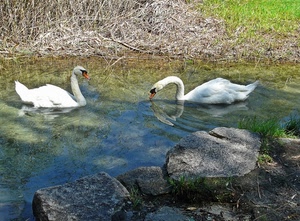 cigni, acqua, due, bianco, sassi, uccelli, erba, riflesso, pietre, laghetto, verde, paglia, massi, riflessi, animali