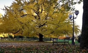 albero, lampione, panchina, foglie, parco, giallo, autunno, staccionata, rami, cielo