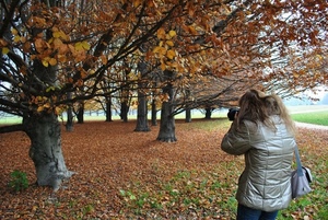 foglie, fotografa, alberi, autunno, bosco, rami, verde, capelli, tronchi, donna, parco, fotografo, borsa, fotografare