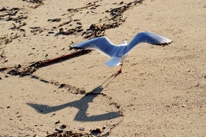 gabbiano, ombra, sabbia, ali, spiaggia, uccello, volo, zampe