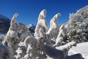 neve, alberi, montagna, inverno, bianco, ghiaccio, rami, cielo