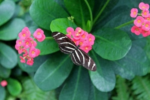 foglie, farfalla, verde, fiori, ali, insetto, rosa, macro, antenne, nero, pianta