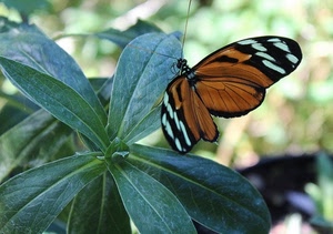 foglie, farfalla, verde, ali, antenne, insetto, arancione, marrone, nero, macro, pianta
