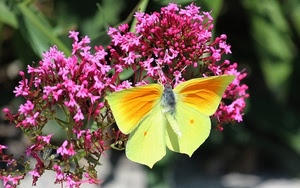farfalla, insetto, giallo, ali, fiori, fiore, rosa