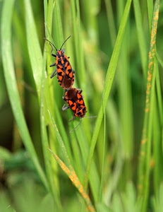 insetti, verde, due, erba, foglie, rosso, macro, antenne, arancione