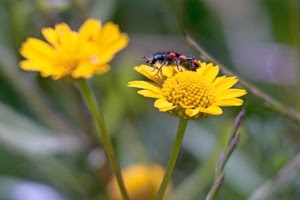 petali, giallo, insetto, verde, fiori, steli, gambi, rosso, sfocato, fiore, corolle, corolla, nero, pistilli, margherite, zampe