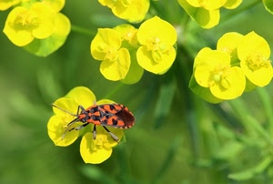 giallo, fiori, insetto, verde, petali, natura, macro, insetti