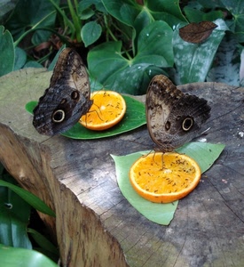 foglie, farfalle, insetti, fette, ali, arancione, zampe, verde, legno, due, arance, arancia, frutta, tronco, antenne, farfalla, giallo, ceppo