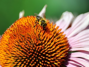 fiore, ape, petali, macro, insetto, giallo, arancio