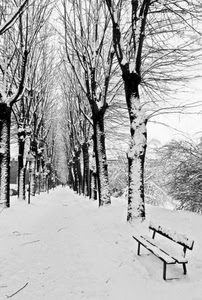neve, panchina, alberi, viale, inverno, rami, bianconero, bianco, prospettiva, strada