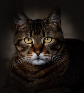 gatto, occhi, pelo, orecchie, vibrisse, baffi, micio, felino, animale, bianco, giallo, muso, bocca, naso, mammifero, nero, tigrato