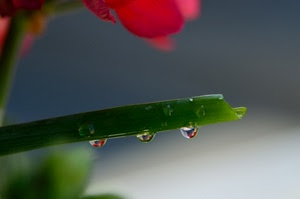 gocce, verde, fiore, acqua, rosso, macro, tre, stelo, foglia, ramo