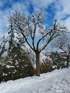 neve, alberi, rami, nuvole, cielo, bianco, inverno, albero, sentiero, casa, azzurro
