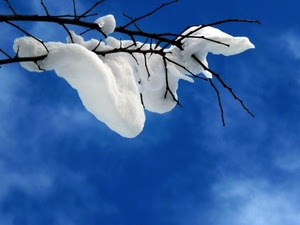 neve, cielo, bianco, ramo, azzurro, inverno, nuvole, rami, blu