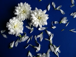 petali, bianco, blu, fiori, tre, fiore