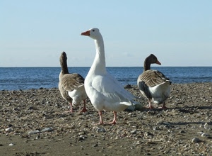 mare, spiaggia, oche, tre, animali, becco, acqua, uccelli, bianco, sabbia