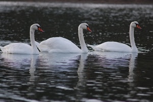 acqua, tre, cigni, bianco, uccelli, riflesso, becco, animali, volatili