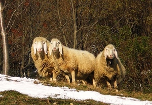 neve, pecore, tre, alberi, animali, pascolo