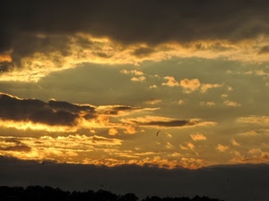 nuvole, tramonto, cielo, giallo, uccelli, nero, luci, arancione, uccello, alberi, alba, grigio, sole, controluce