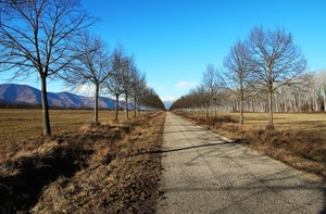 alberi, strada, prospettiva, rami, montagne, cielo, filari