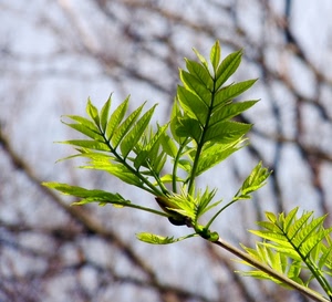 foglie, verde, ramo, albero, macro, primavera, sfocato