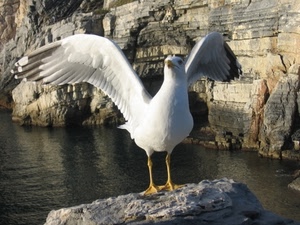 gabbiano, ali, mare, uccello, zampe, scoglio, acqua, rocce, scogli, bianco, scogliera