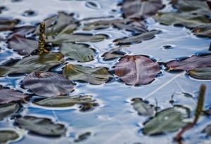 foglie, acqua, verde, azzurro, autunno, riflessi, astratto, natura, ghiaccio