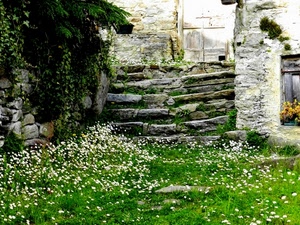fiori, verde, pietre, gradini, erba, scala, scale, margherite, muri, sassi, prato, rudere