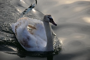 acqua, cigno, bianco, ali, becco, collo, scia, piume, uccello