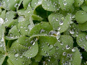 gocce, foglie, verde, rugiada, acqua, macro, trifoglio, natura, pioggia