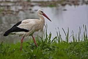 uccello, becco, cicogna, verde, erba, acqua, lago