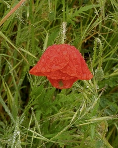rosso, papavero, verde, erba, fiore, gocce, petali, natura, rugiada, pioggia, acqua, piante, bocciolo, foglie, bagnato