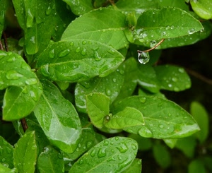 foglie, verde, acqua, gocce, pioggia, macro, pianta