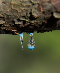 verde, corteccia, gocce, riflessi, azzurro, riflesso, ramo, goccia, acqua, tronco, sfocato, macro, albero, legno, resina, sfondo, marrone