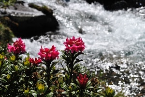 fiori, acqua, foglie, rosso, torrente, piante, fiume, verde, pianta