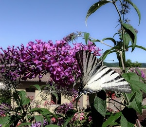 farfalla, foglie, fiori, verde, fiore, ali, viola, cielo