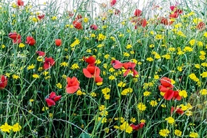 fiori, papaveri, rosso, giallo, erba, verde, margherite, rossi