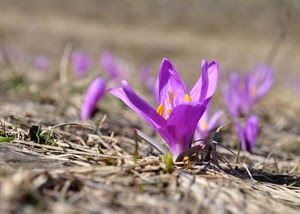 viola, fiore, petali, pistilli, fiori, macro, primavera, giallo, natura