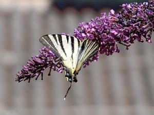 farfalla, fiore, ali, insetto, viola, lilla, giallo, sfocato, fiori, macro, rosa