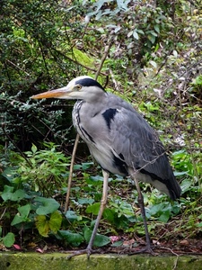 uccello, becco, airone, piante, zampe, piume, foglie, volatile, verde, animale