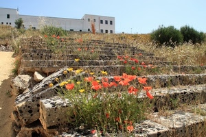 papaveri, fiori, gradini, scale, scalinata, erba, scala, erbacce, abbandono