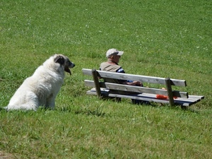 cane, panchina, prato, erba, verde, seduto, cappello, persona