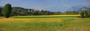 giallo, alberi, prato, panorama, campi, montagne, verde, fiori, campo, erba, paesaggio, albero, colza